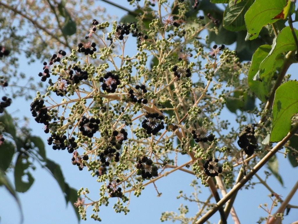 Aralia: Prachtig, maar onneembaar. Zorg, groeien, reproductie. Foto