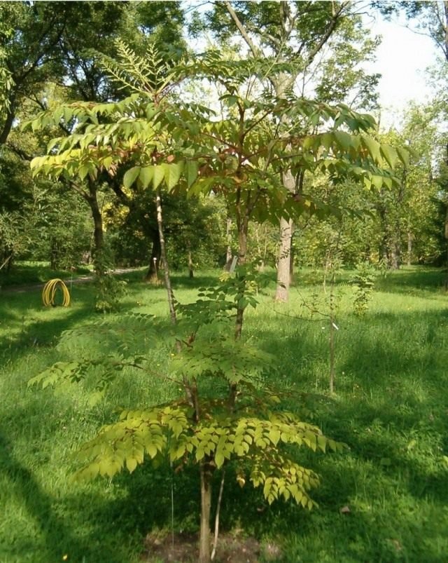 Aralia: Prachtig, maar onneembaar. Zorg, groeien, reproductie. Foto