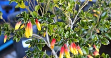 7 van de meest zonneplanten voor het winterinterieur. Lijst met namen van binnenplanten met foto - pagina 6 van de 8