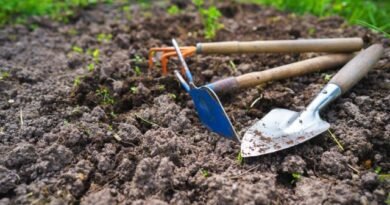 5 manieren om de samenstelling van de grond na de aardappeloogst te verbeteren