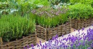 Grenzen en hagen voor een tuin van genezende kruiden. Lijst met pittige kruiden met namen en foto's