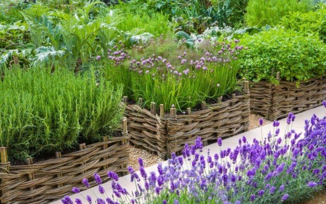 Grenzen en hagen voor een tuin van genezende kruiden. Lijst met pittige kruiden met namen en foto's