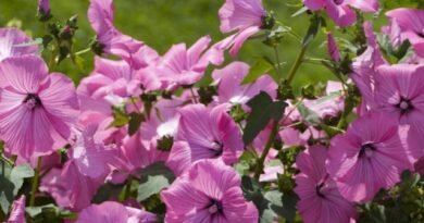 6 Beste jaarlijkse gigantische planten voor een bloementuin. Bloemen. Grote 18 -sizen. Lijst met namen met foto - pagina 6 van de 7