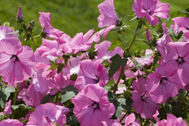 6 Beste jaarlijkse gigantische planten voor een bloementuin. Bloemen. Grote 18 -sizen. Lijst met namen met foto - pagina 6 van de 7