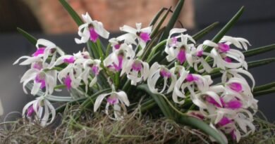 7 van de meest originele binnenorchideeën. Lijst met namen met foto's