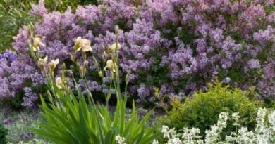 6 regels voor onberispelijke lila -zorg