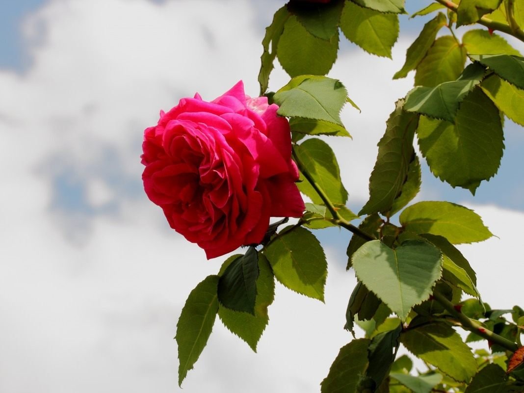 Bourbon -rozen zijn voorbode van moderne variëteiten. Variëteiten, beschrijving, kenmerken van groeien. Foto