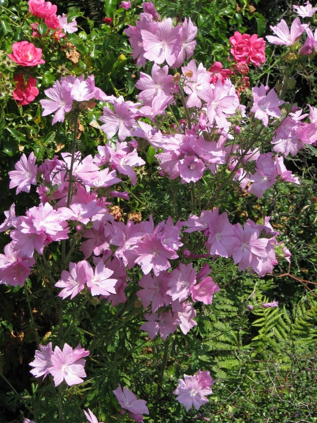 8 beste vaste planten die de hele zomer kunnen bloeien. Wat vele jaren van bloemen lang bloeien. Beschrijving en foto - pagina 10 van de 10
