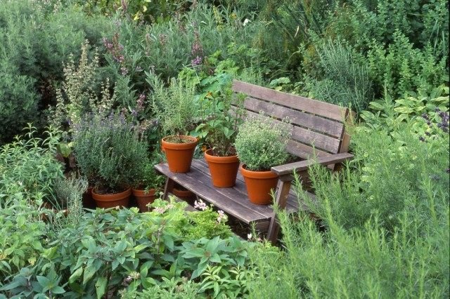 7 medicinale planten voor uw tuin. Foto