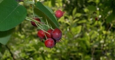 Irga, of juni Berry. Planten, zorg, types. Handige eigenschappen van de bes. Foto