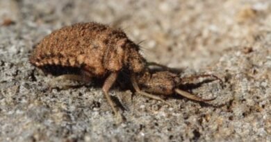 Ant Lion is een onweersbui van schadelijke insecten. Foto