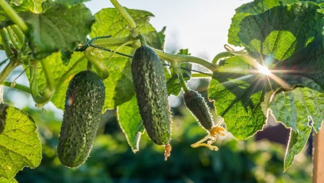 8 eenvoudige regels voor het kweken van komkommer