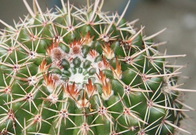 Mythen die meer dan honderd cacti hebben vernietigd. Het belangrijkste vertrek. Foto