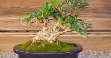 6 Beste planten voor Bonsai. Wat moet je bonsai laten groeien? Lijst met namen met foto's - pagina 3 van de 7
