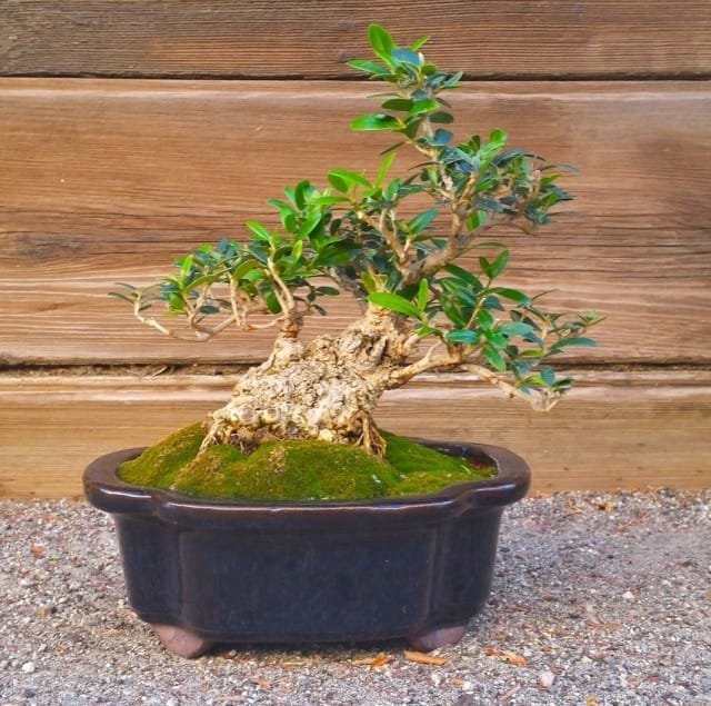 6 Beste planten voor Bonsai. Wat moet je bonsai laten groeien? Lijst met namen met foto's - pagina 3 van de 7