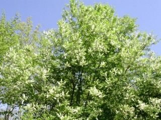 Cheryomukha - Groeien, soorten en vormen. Planten en zorg. Foto