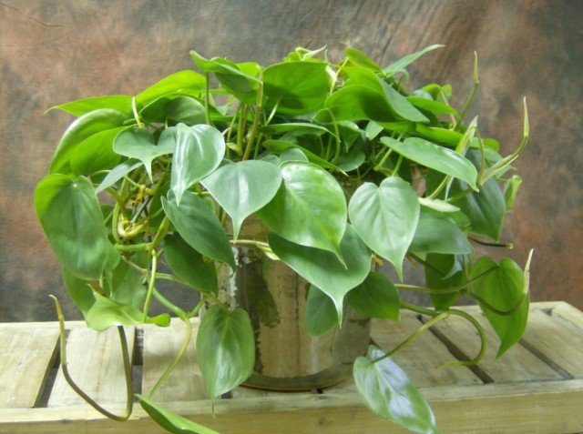 12 Secrets of Growing Philodendrons. Zorg thuis. Foto