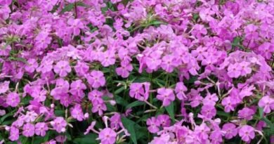 8 beste vaste planten die de hele zomer kunnen bloeien. Wat vele jaren van bloemen lang bloeien. Beschrijving en foto - Pagina 7 van de 10