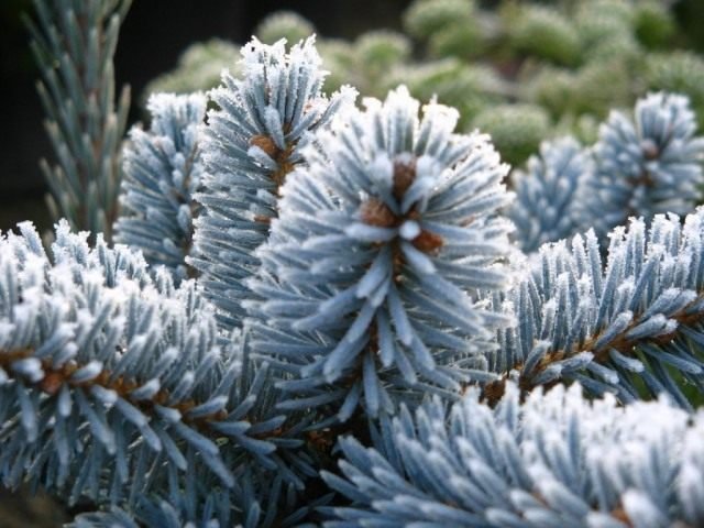 De meest blauwe sparren. Kopen, groeien en vertrekken. Hopsi. Foto