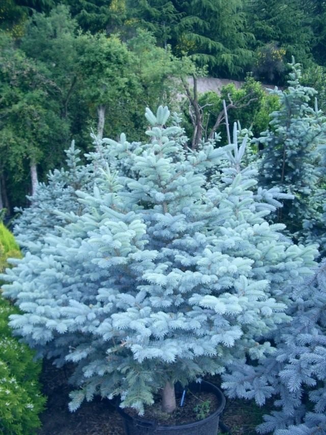 De meest blauwe sparren. Kopen, groeien en vertrekken. Hopsi. Foto