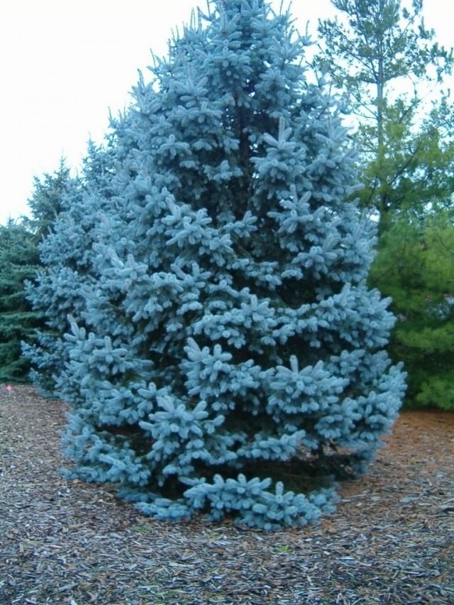 De meest blauwe sparren. Kopen, groeien en vertrekken. Hopsi. Foto