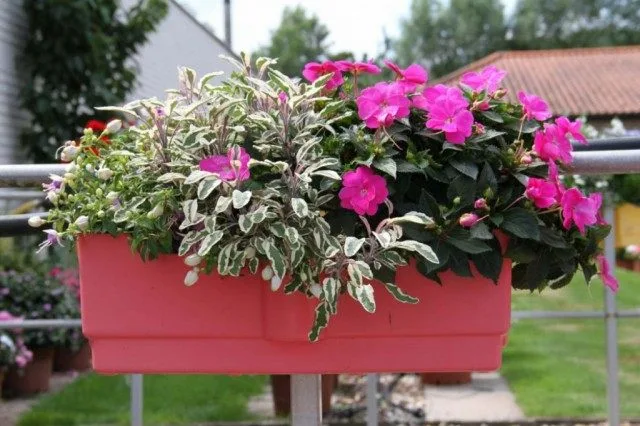 5 opties voor het ontwerpen van composities in containers. Selectie van bloemen voor containers, bloemverhalen, bloempots. Foto, Kaleyard 5 opties voor het ontwerpen van composities in containers. Selectie van bloemen voor containers, bloemverhalen, bloempots. Foto