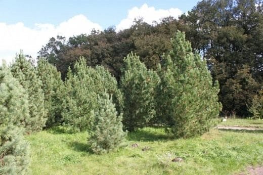 Ceder. Siberische dennen. Zorg, groeien, reproductie. Decoratieve, groenblijvende bomen. Tuinplanten. Nuttige eigenschappen, applicatie. Foto., Kaleyard Ceder. Siberische dennen. Zorg, groeien, reproductie. Decoratieve, groenblijvende bomen. Tuinplanten. Nuttige eigenschappen, applicatie. Foto.