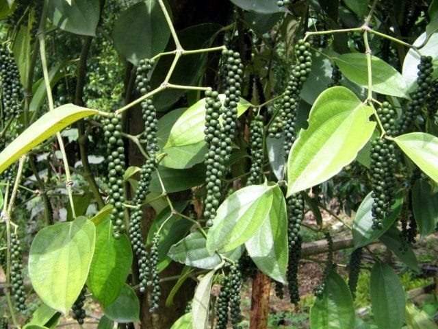 Zwarte peper, of "Malabar Berry." Types, teelt, toepassing. Foto