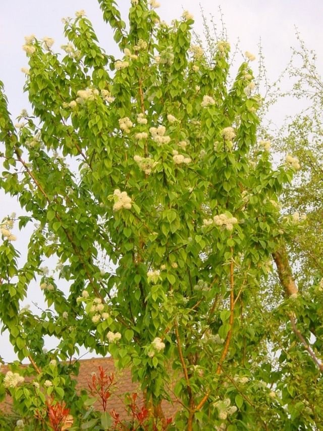 Cheryomukha - Groeien, soorten en vormen. Planten en zorg. Foto