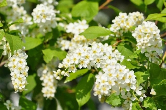 Cheryomukha - Groeien, soorten en vormen. Planten en zorg. Foto