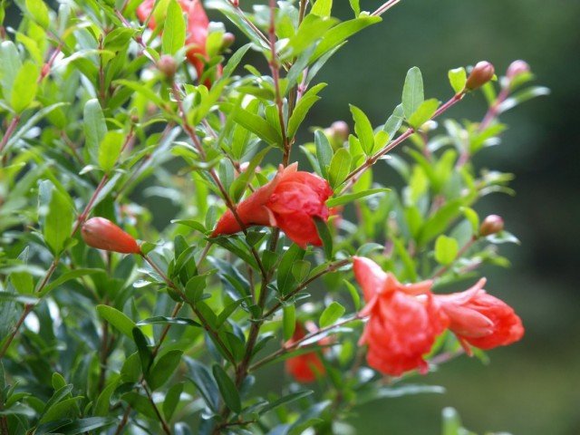 5 originele binnenplanten met buisvormige bloemen. Lijst met namen met foto's