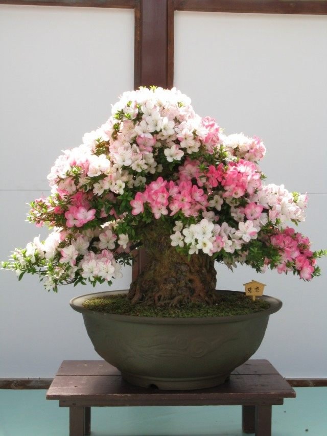 Manieren om bonsai te laten groeien. Hoe een Bonsai -boom te kweken. Foto