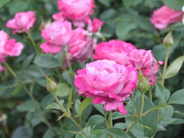 Tea-Hibride Rose “Blue River” (Blue River). Beschrijving, zorg, foto, Kaleyard Tea-Hibride Rose "Blue River" (Blue River). Beschrijving, zorg, foto
