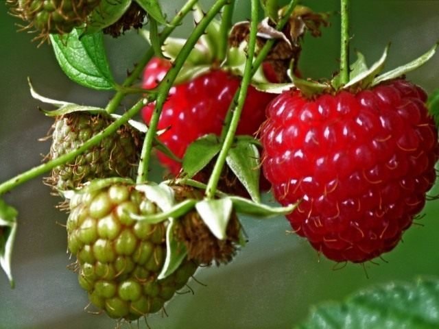 9 van de meest pretentieloze fruitgewassen. Een lijst met fruit- en bessenbomen en struiken vereist geen zorg. Foto - Pagina 7 van de 10