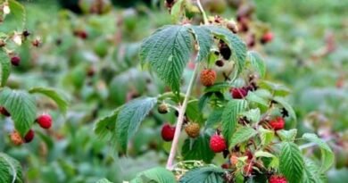 9 van de meest pretentieloze fruitgewassen. Een lijst met fruit- en bessenbomen en struiken vereist geen zorg. Foto - Pagina 7 van de 10