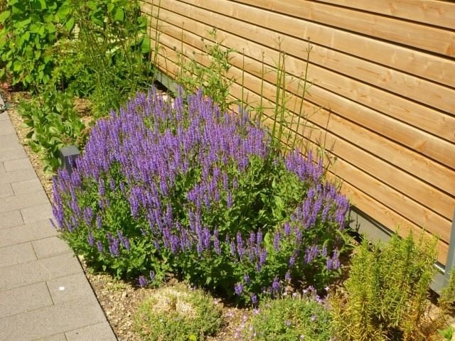 8 beste vaste planten die de hele zomer kunnen bloeien. Wat vele jaren van bloemen lang bloeien. Beschrijving en foto - pagina 3 van de 10