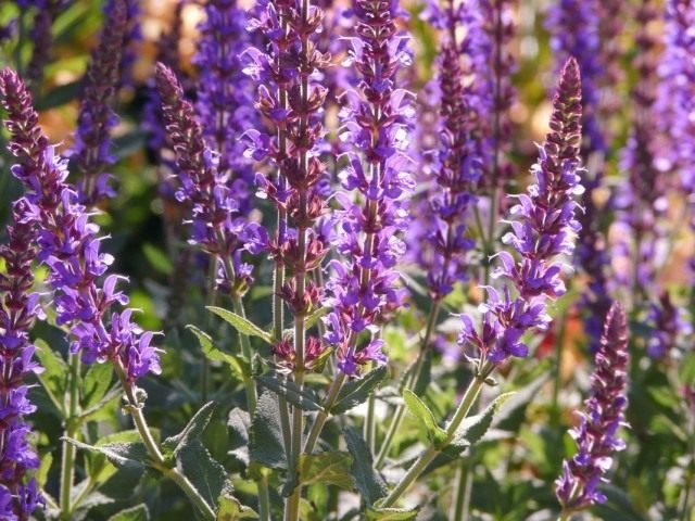 8 beste vaste planten die de hele zomer kunnen bloeien. Wat vele jaren van bloemen lang bloeien. Beschrijving en foto - pagina 3 van de 10