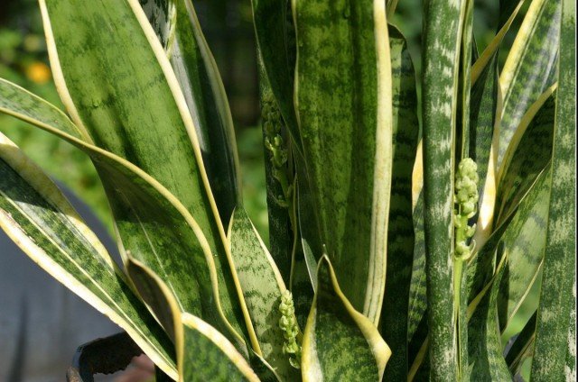 5 beste planten voor de studie. Lijst met beschrijvingen en foto - pagina 3 van de 6