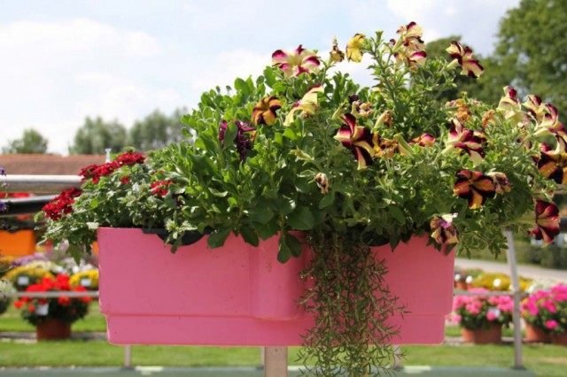 5 opties voor het ontwerpen van composities in containers. Selectie van bloemen voor containers, bloemverhalen, bloempots. Foto