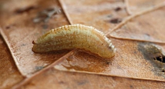 Handige insecten in de tuin. Hoe insecten aan te trekken? Lijst, beschrijving, weergaven, foto's