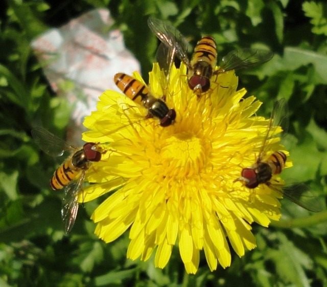 Handige insecten in de tuin. Hoe insecten aan te trekken? Lijst, beschrijving, weergaven, foto's