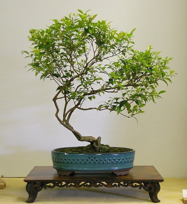 6 Beste planten voor Bonsai. Wat moet je bonsai laten groeien? Lijst met namen met foto's - pagina 7 van 7