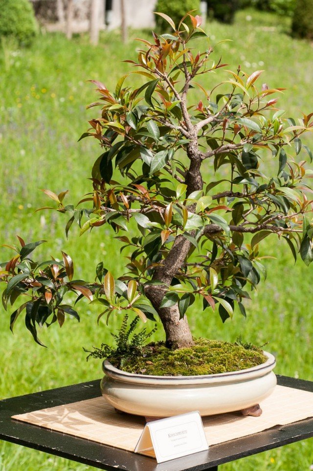 6 Beste planten voor Bonsai. Wat moet je bonsai laten groeien? Lijst met namen met foto's - pagina 7 van 7