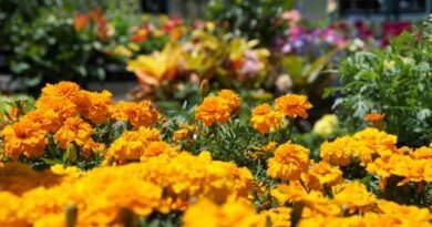 5 beste zomerstudenten voor bloembedden. Lijst met jaarlijkse kleuren met namen en foto's
