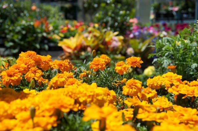 5 beste zomerstudenten voor bloembedden. Lijst met jaarlijkse kleuren met namen en foto's