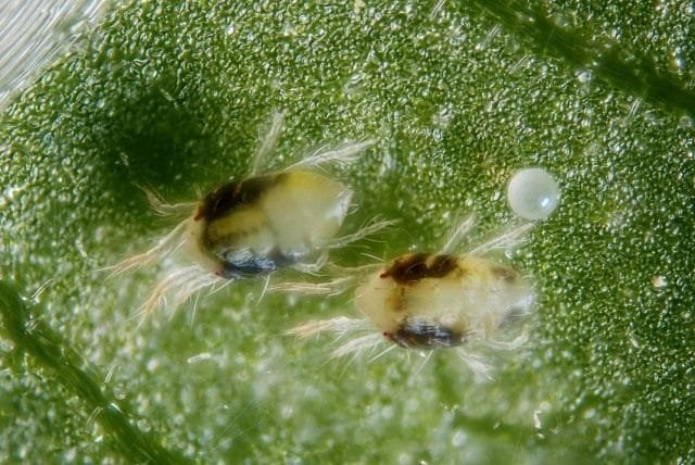 6 gevaarlijkste ongedierte van de tuin. Beschrijving, strijdmaatregelen. Foto