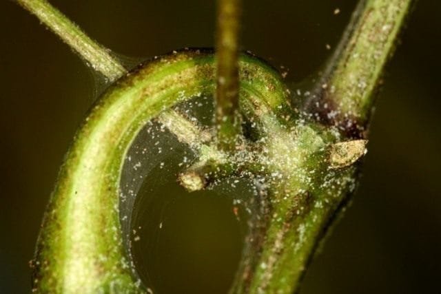 6 gevaarlijkste ongedierte van de tuin. Beschrijving, strijdmaatregelen. Foto