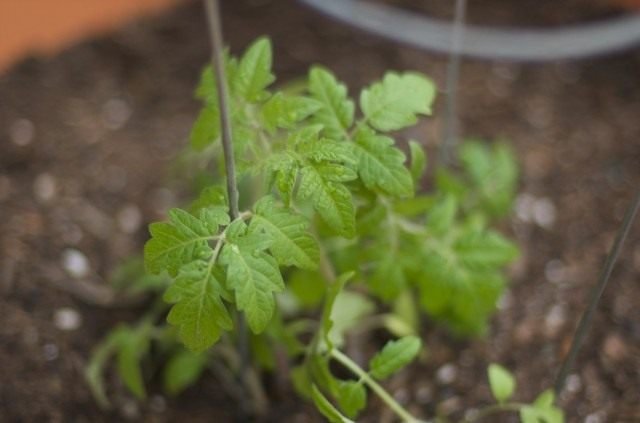 Landbouwtechniek voor het planten van tomatenzaailingen. De datums van de landing op open grond. Foto