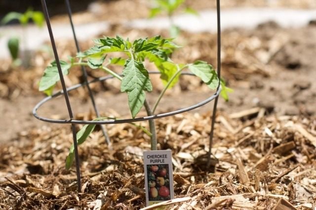 Landbouwtechniek voor het planten van tomatenzaailingen. De datums van de landing op open grond. Foto