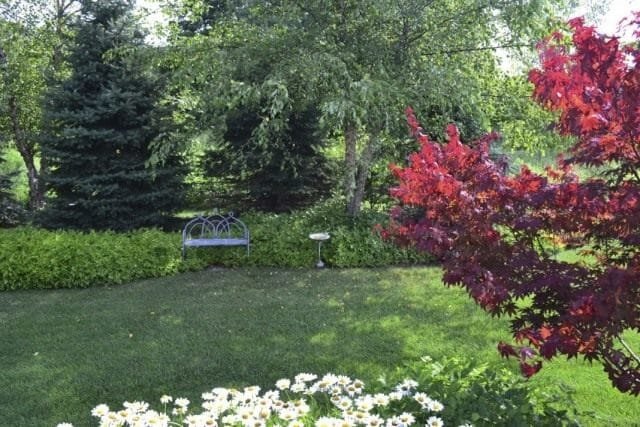 6 Onderschatfuncties van decoratieve bomen en struiken. Foto